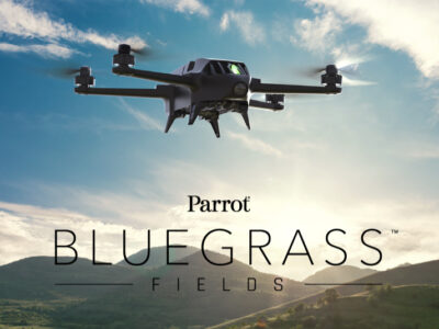 Parrot Bluegrass Fields