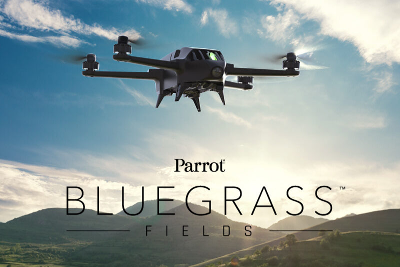 Parrot Bluegrass Fields